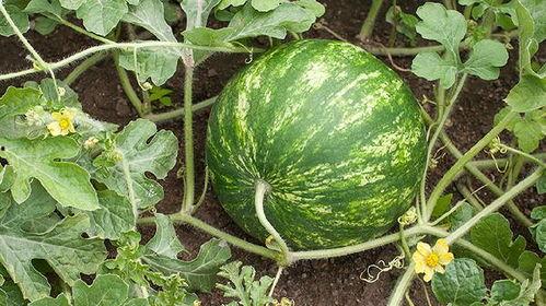 晚上吃瓜了,揭秘娱乐圈幕后故事