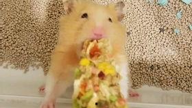 吃瓜熊熊视频,揭秘网络红人的爆红之路