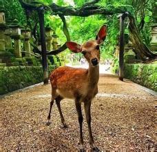 鹿鹿子吃瓜,揭秘娱乐圈那些不为人知的幕后故事