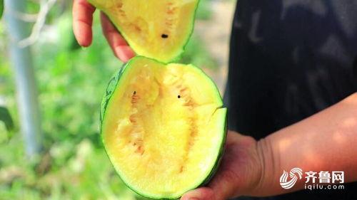 莘县吃瓜事件,一场网络热议背后的真相与反思