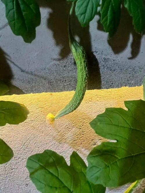 恋爱被绿吃瓜,揭秘恋爱中的背叛与真相