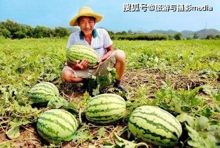 许昌路吃瓜,一场吃瓜盛宴，揭秘街头美食的魅力