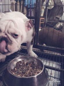 斗牛犬可以吃蜜瓜吗