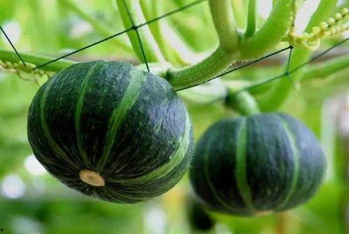 丰收的季节吃瓜,丰收时节尽享田园美味