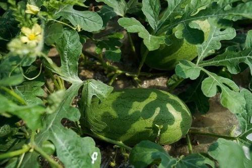 淡淡吃瓜,揭秘娱乐圈幕后故事