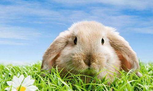 野餐兔吃瓜啥意思,野餐兔的夏日瓜果盛宴