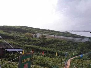 太白湖区吃瓜事件,一场引发热议的社区冲突纪实