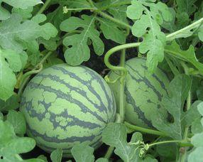 孕妇可以吃交瓜,孕妇适宜食用的交瓜解析