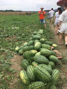 吃瓜车友会,揭秘汽车圈那些事儿