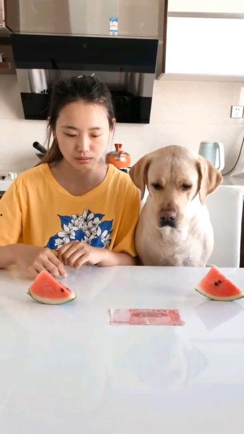 拍摄吃瓜比赛视频,一场别开生面的吃瓜大赛精彩瞬间