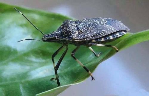 瓜黑蝽吸吃榆树汁