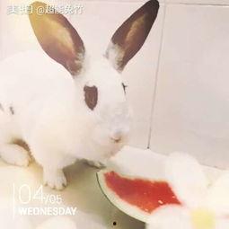 兔子的吃瓜视频