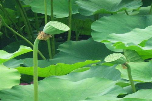 冬天吃瓜菜,时令瓜菜新滋味