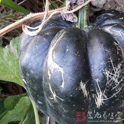 儿童吃方瓜好吗,儿童食用方瓜的益处与注意事项