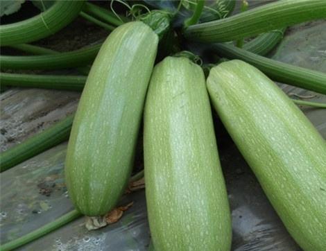 吃红瓜好处,揭秘吃红瓜的五大益处