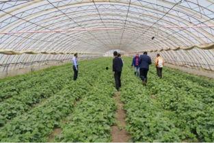 丰收瓜心怎样吃,解锁夏日清新美味