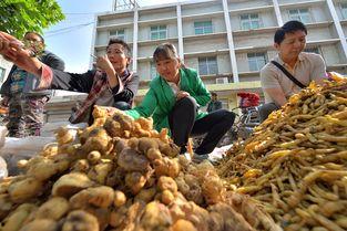 会东吃瓜事件,一场网络舆论的风暴与反思