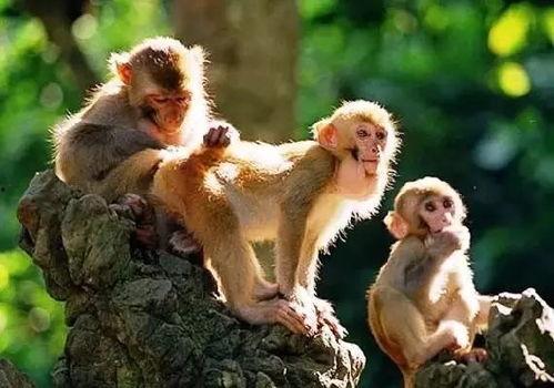 群猴吃瓜小品,揭秘猴界的热议焦点