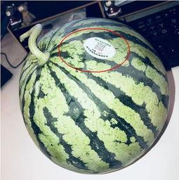 合肥网红吃瓜,揭秘幕后故事与热门话题