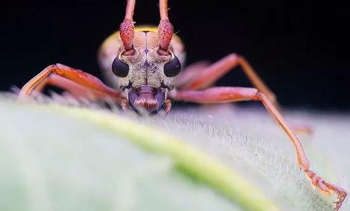 瓜哥吃瓜昆虫图片大全,昆虫世界趣味大揭秘