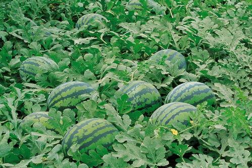 绝对领域吃瓜群,揭秘吃瓜群背后的狂欢与争议