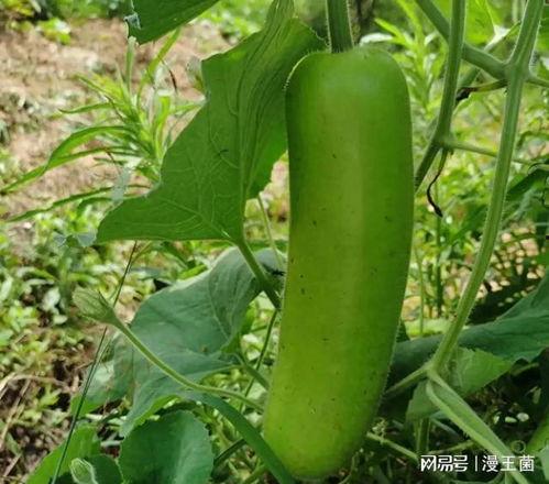 开放大学吃瓜,揭秘校园里的“吃瓜”文化现象