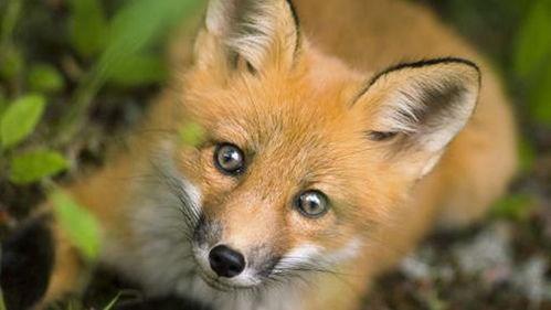 狐狸吃蜜瓜视频,一场甜蜜的意外趣事