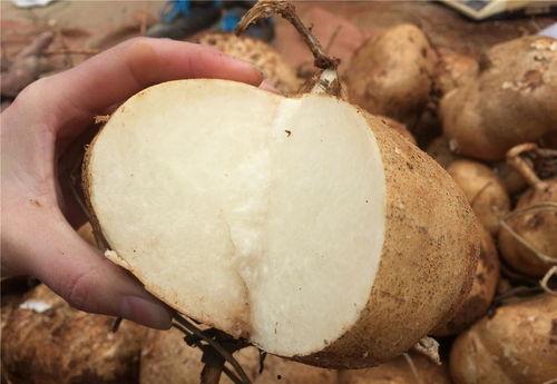 土瓜可以天天吃吗,每日享用，健康生活新选择