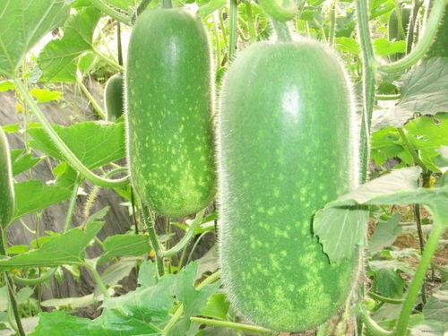 柘林吃瓜,揭秘当地特色美食背后的故事