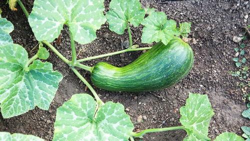 产妇吃瓠瓜好吗,产妇食用瓠瓜的益处与注意事项