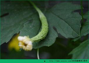 打胎后可以吃洋瓜,营养恢复与身体调养之道