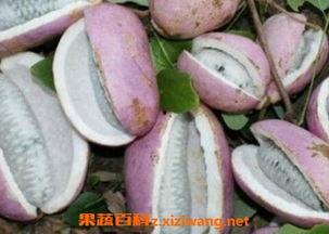 手术后吃八月瓜好吗,手术后食用八月瓜的适宜性探讨