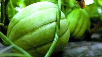 林和吃瓜,揭秘娱乐圈背后的那些事儿