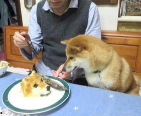 吃瓜狗头君视频,揭秘热门视频背后的趣味与真相