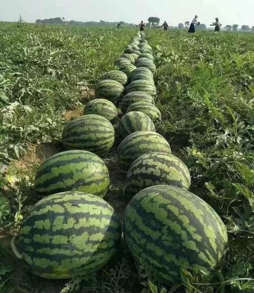 九度吃瓜,揭秘娱乐圈背后的那些事儿