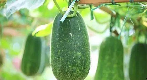 带你吃瓜中国,揭秘中国网络热点背后的故事