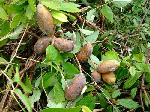 小鸟吃八月瓜,揭秘小鸟与八月瓜的奇妙缘分